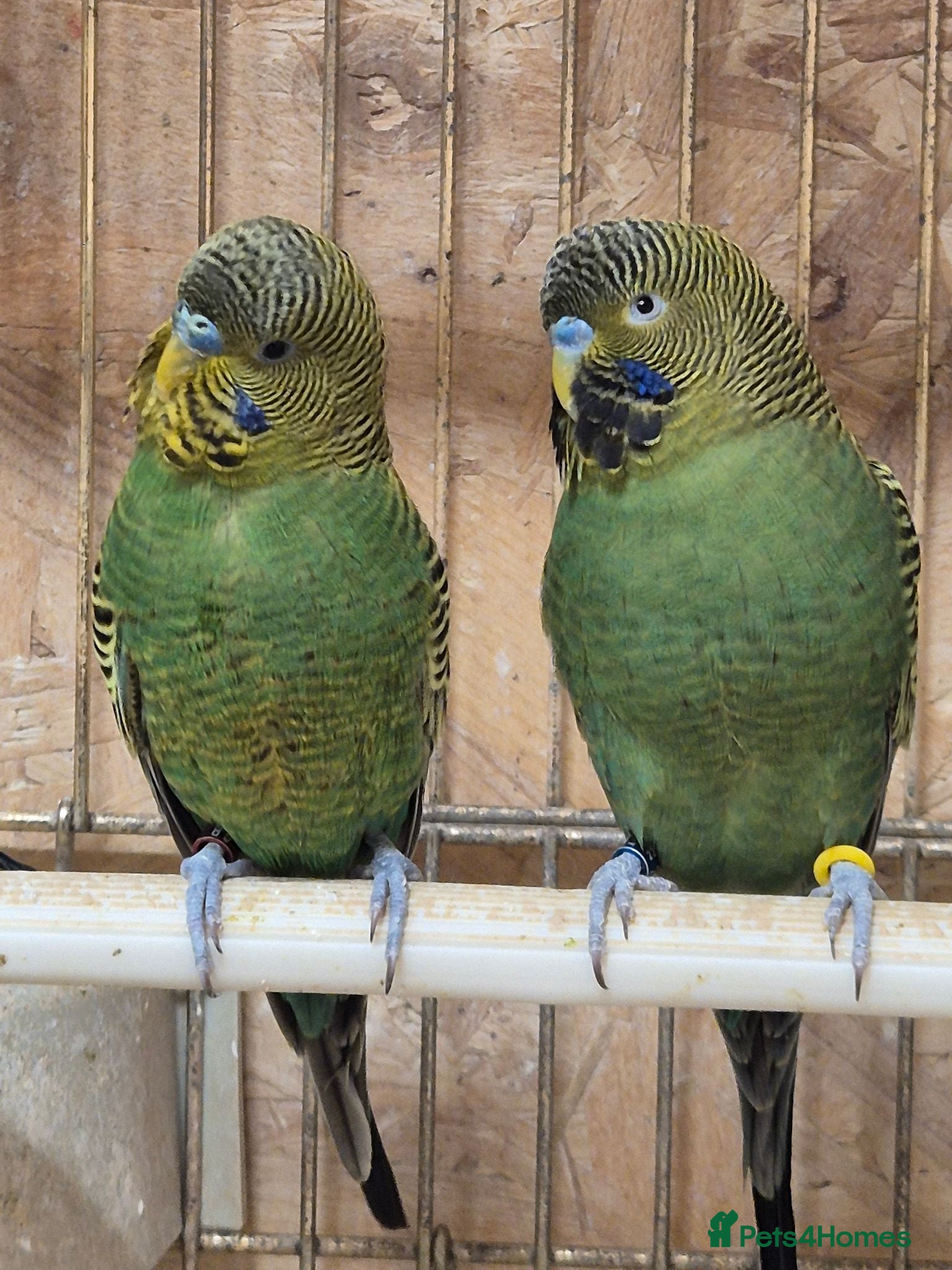 Budgerigars birds BIrds for Breeders  - Advert 1