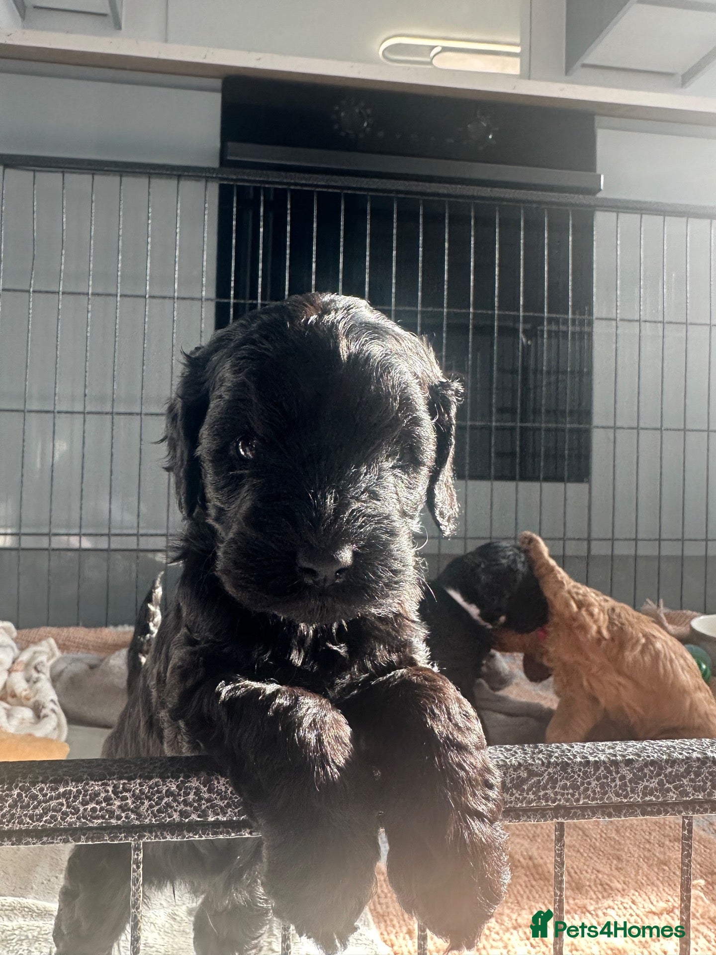 Mixed Breed dogs Cavapoo puppies  - Advert 2
