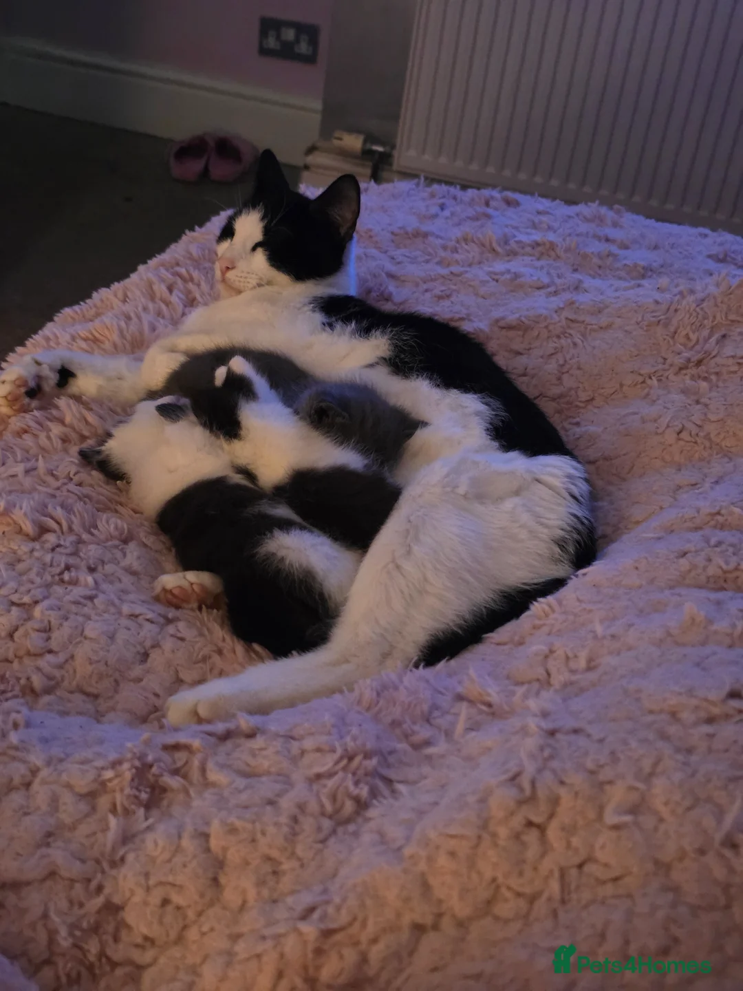 Mixed Breed cats for sale: Stunning Grey Kitten - Advert 2