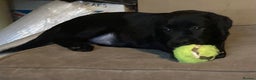 Labrador Retriever dogs for sale: Beautiful Labrador Puppies for Sale - Advert 7