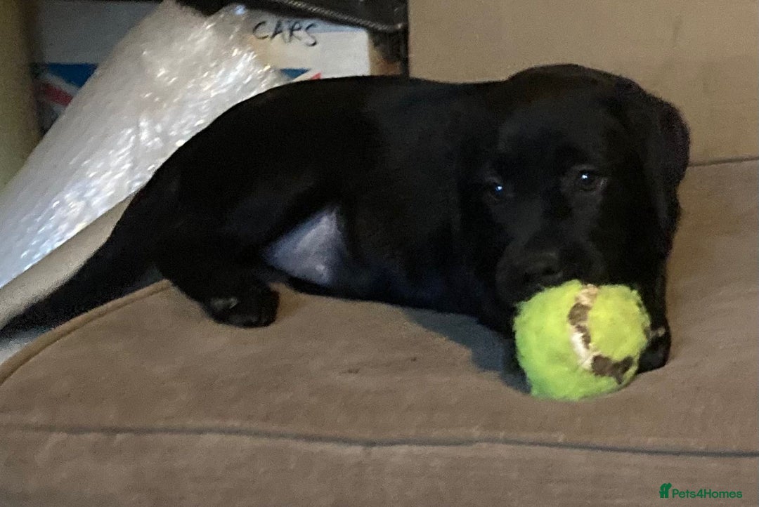 Labrador Retriever dogs for sale: Beautiful Labrador Puppies for Sale - Advert 7