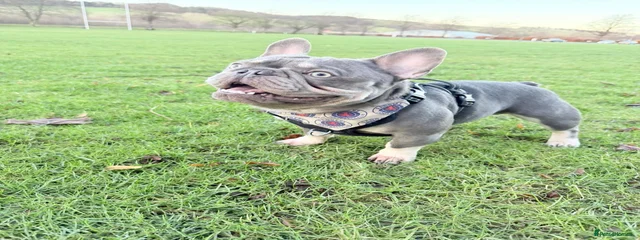 Rex