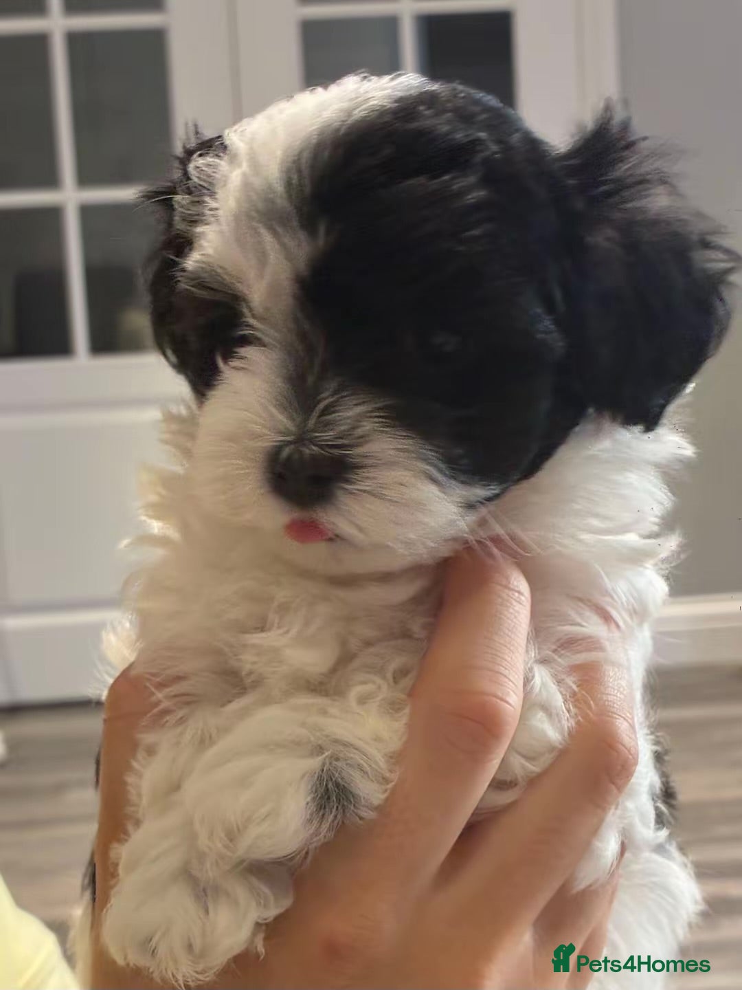 Maltipoo dogs Exceptional Micro Asian Maltipoo’s, 3 girls  - Advert 2