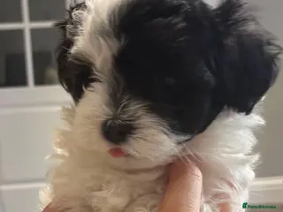 Maltipoo dogs Exceptional Micro Asian Maltipoo’s, 3 girls - Advert 2
