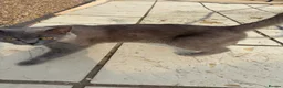 British Shorthair cats for sale: British Shorthair Kittens  in London - Advert 13