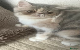 Exotic cats for sale: SHOW QUALITY EXOTIC KITTENS - Image 7