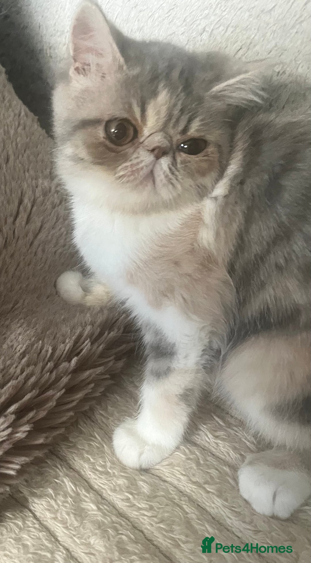 Exotic cats for sale: SHOW QUALITY EXOTIC KITTENS - Image 7