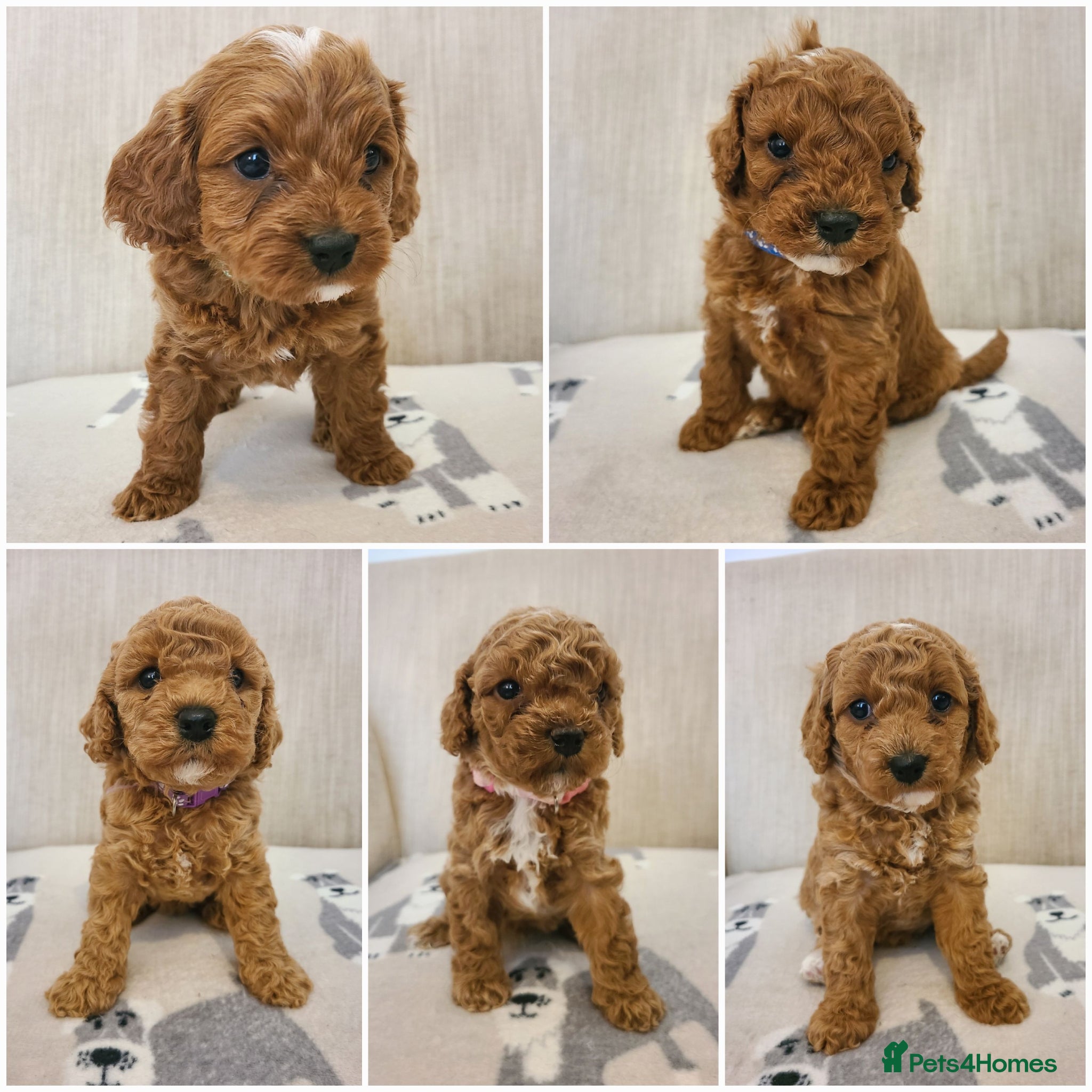 Cavapoo dogs Beautiful Red Cavapoo Puppies F1BB - Advert 1