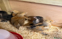 Chickens poultry for sale: Mixed Hybrids Chicks  - Image 3