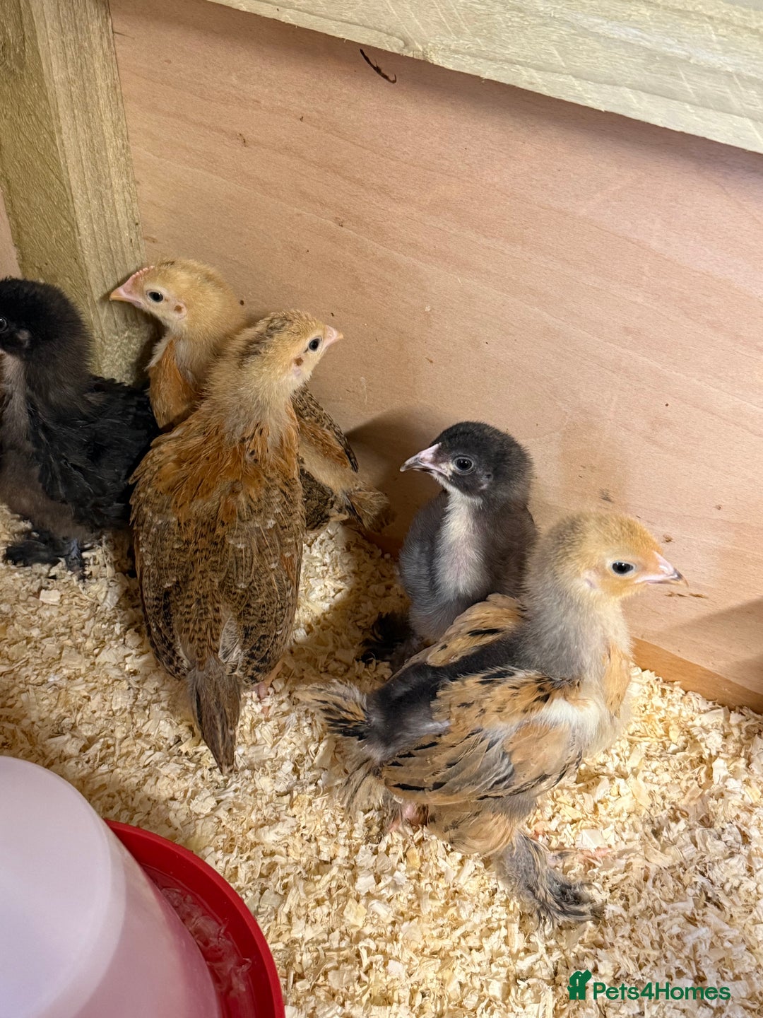 Chickens poultry for sale: Mixed Hybrids Chicks  - Image 3