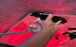Cavalier King Charles Spaniel dogs for sale: Tricolour girl  - Image 2