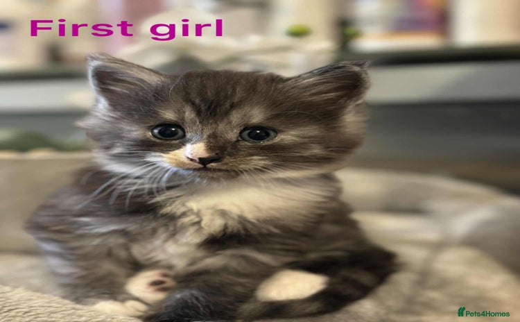 Maine Coon cats - Advert 1
