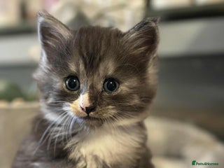 Maine Coon cats - Advert 14