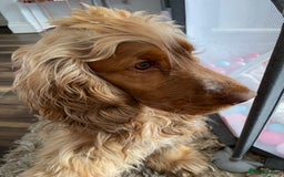 Cocker Spaniel dogs for stud: Proven Chocolate Sable Show Cocker STUD in Hull - Image 12