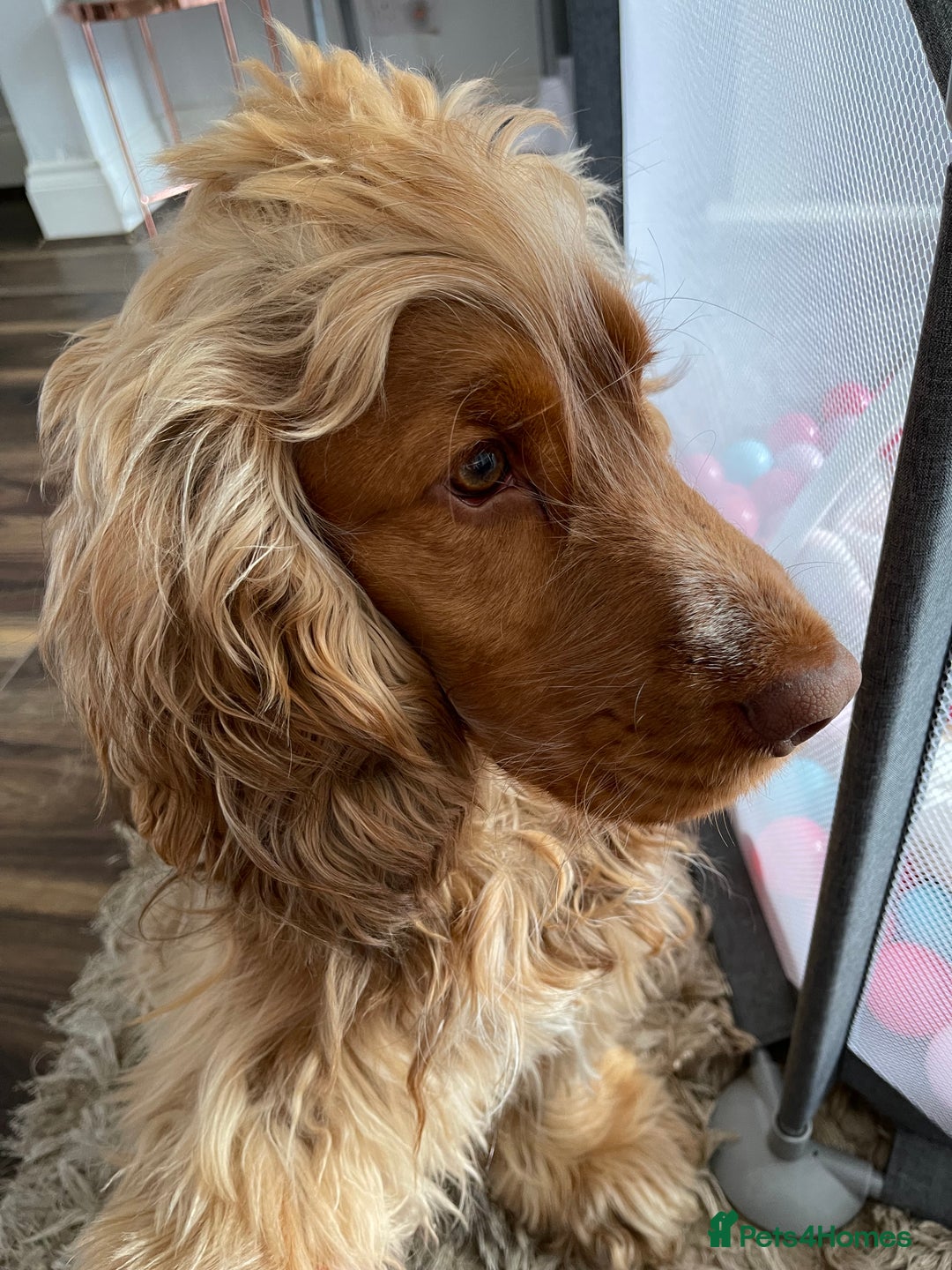 Cocker Spaniel dogs for stud: Proven Chocolate Sable Show Cocker STUD in Hull - Image 12
