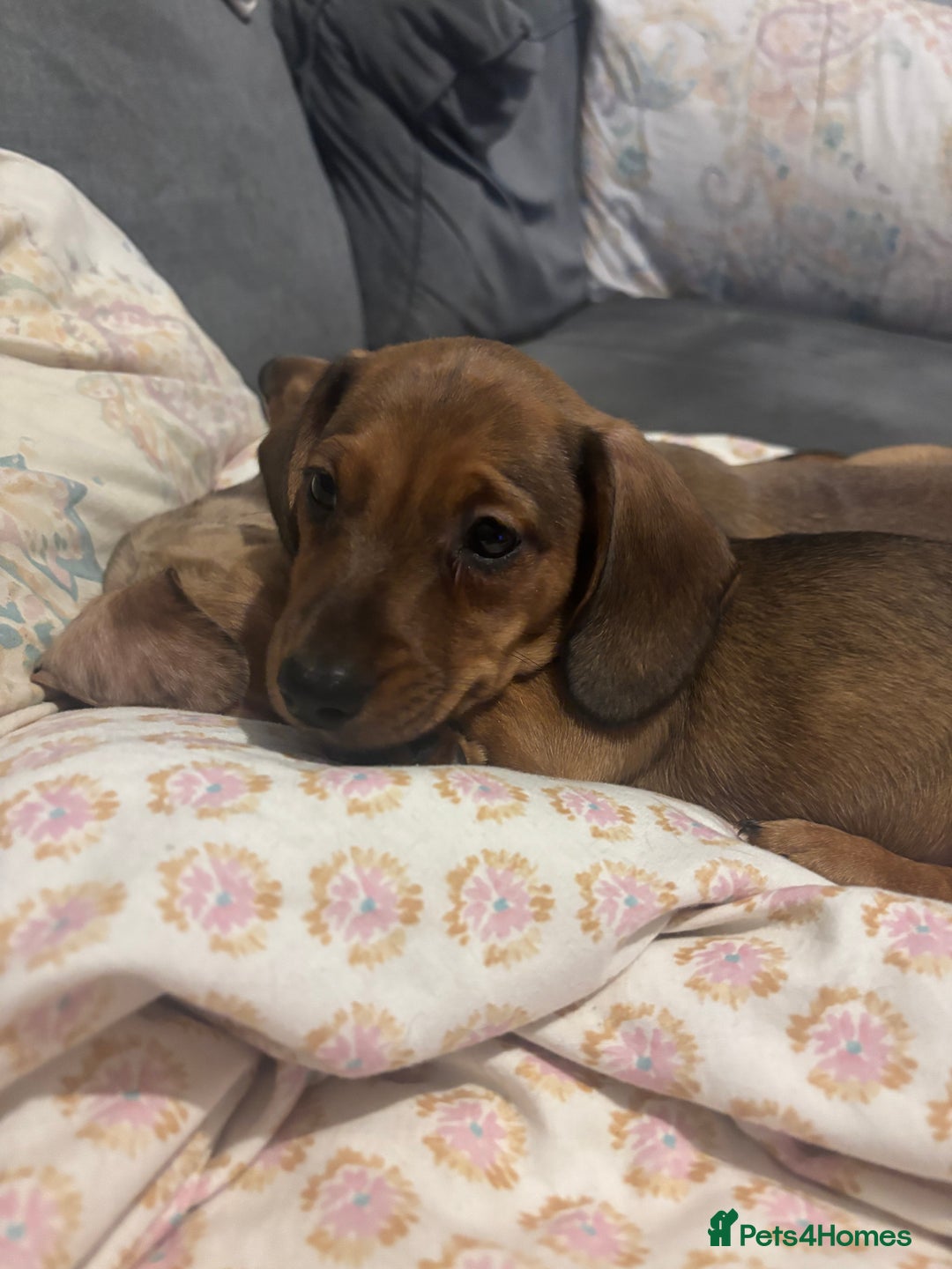 Miniature Dachshund dogs for sale: **READY TO GO NOW** Miniature dachshund puppies!  - Advert 10