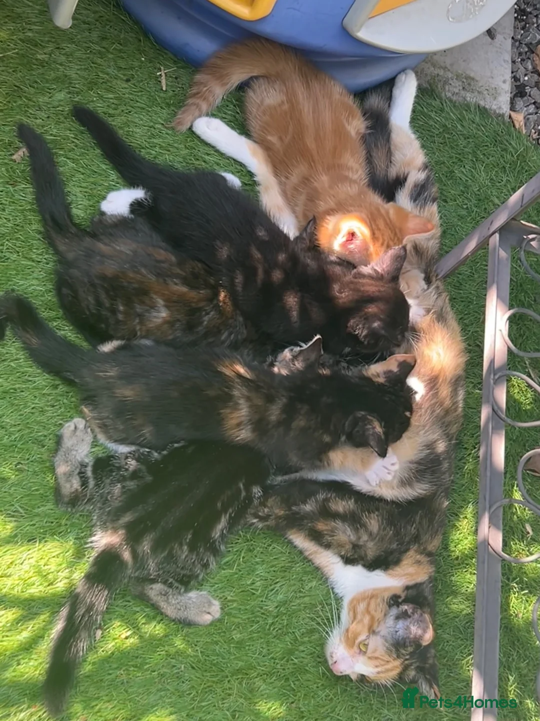 Mixed Breed cats for sale: Playful kittens and mother - Advert 1