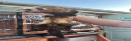 Ferret rodents for sale: Lovely hob ferret - Advert 3