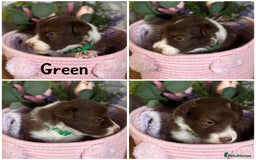 Border Collie dogs for sale: KC Reg Red + White Border Collie Puppies - Image 7