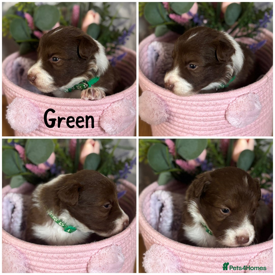 Border Collie dogs for sale: KC Reg Red + White Border Collie Puppies - Image 7