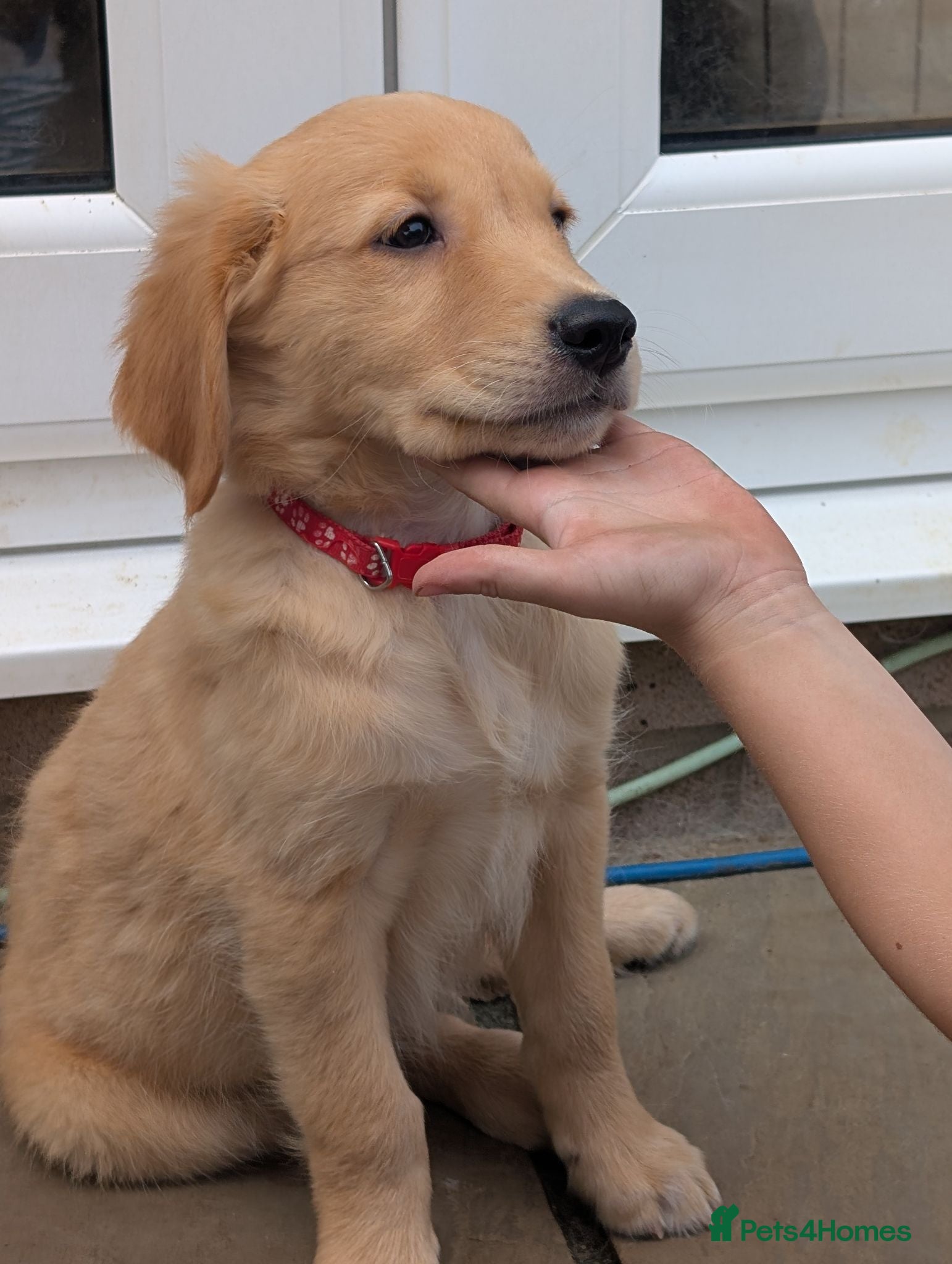 Golden Retriever dogs Beautiful KC registered Golden Retriever puppies  - Advert 2