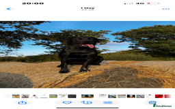 Labrador Retriever dogs for sale: Labrador puppies  - Image 4