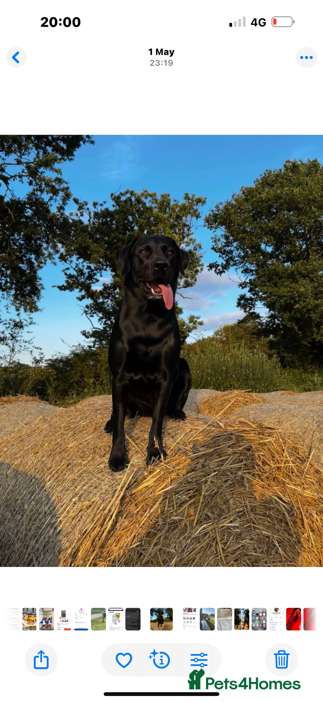 Labrador Retriever dogs for sale: Labrador puppies  - Image 4