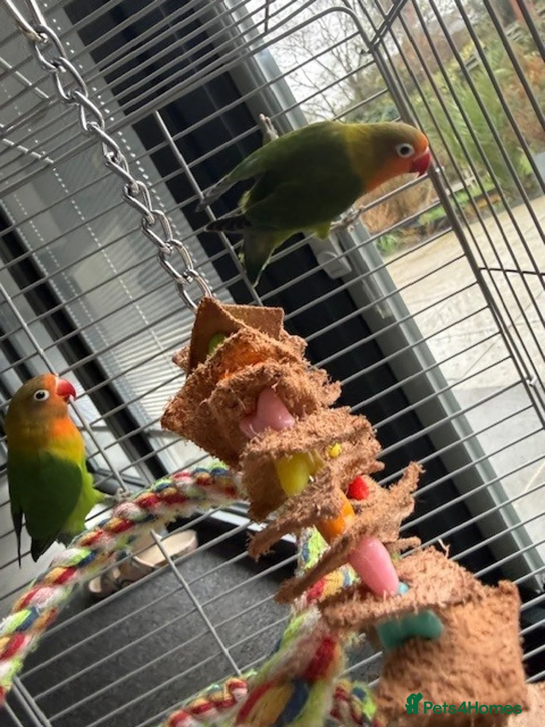 Lovebirds birds for sale: Love Birds  - Advert 6