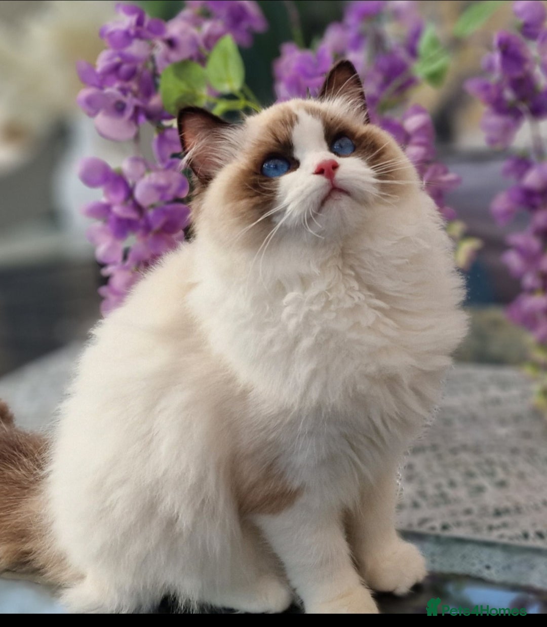 Ragdoll cats for sale: 🩷✨️NEW WAITING LIST Exclusive cute Kittens✨️🩷🏆 - Advert 7