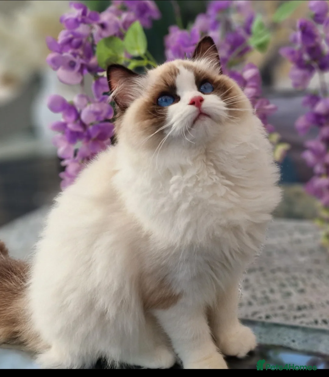 Ragdoll cats for sale: 🎀✨️Exclusive top quality kittens🎀 from🏆lines✨️ - Advert 15