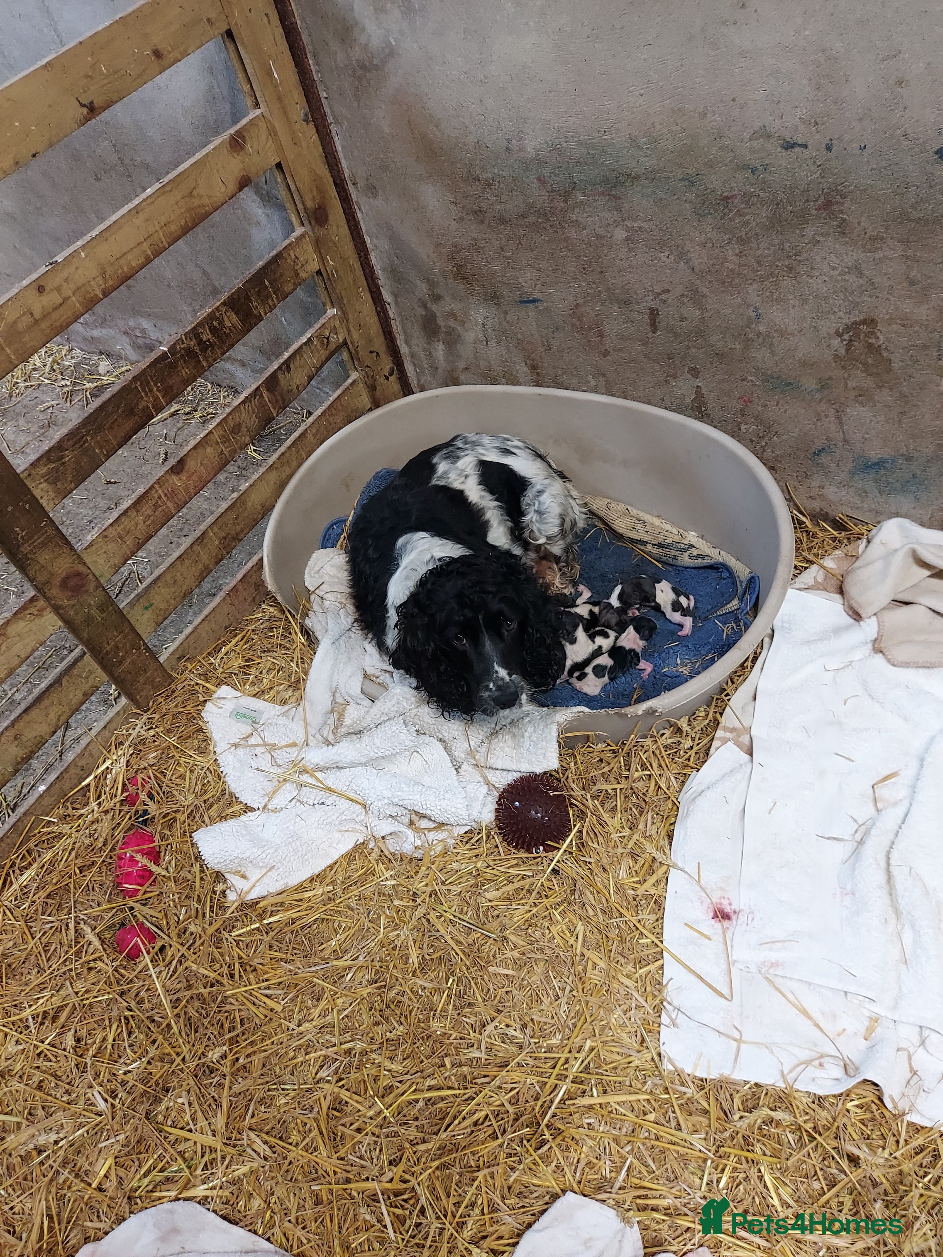 Sprollie dogs Spoillies  - Advert 4