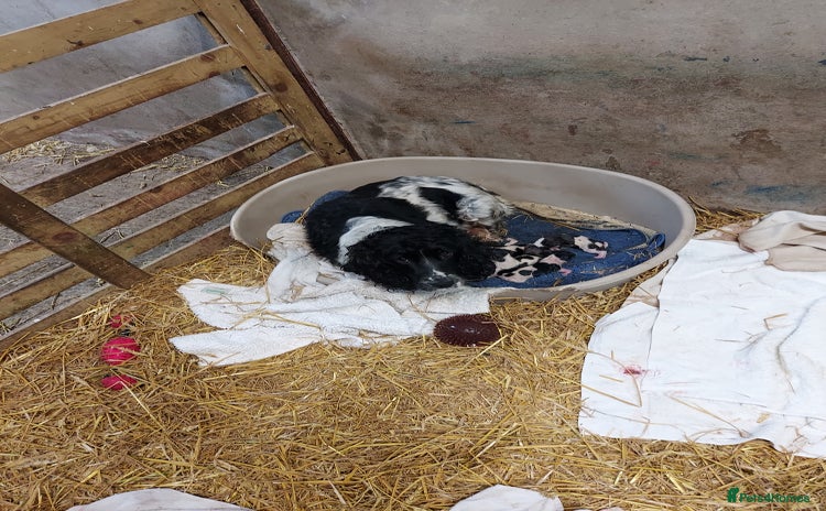 Sprollie dogs Spoillies  - Advert 1