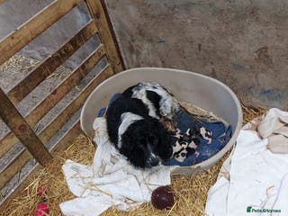 Sprollie dogs Spoillies - Advert 2