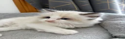 Ragdoll cats for sale: Gorgeous ragdoll kittens!  - Advert 10