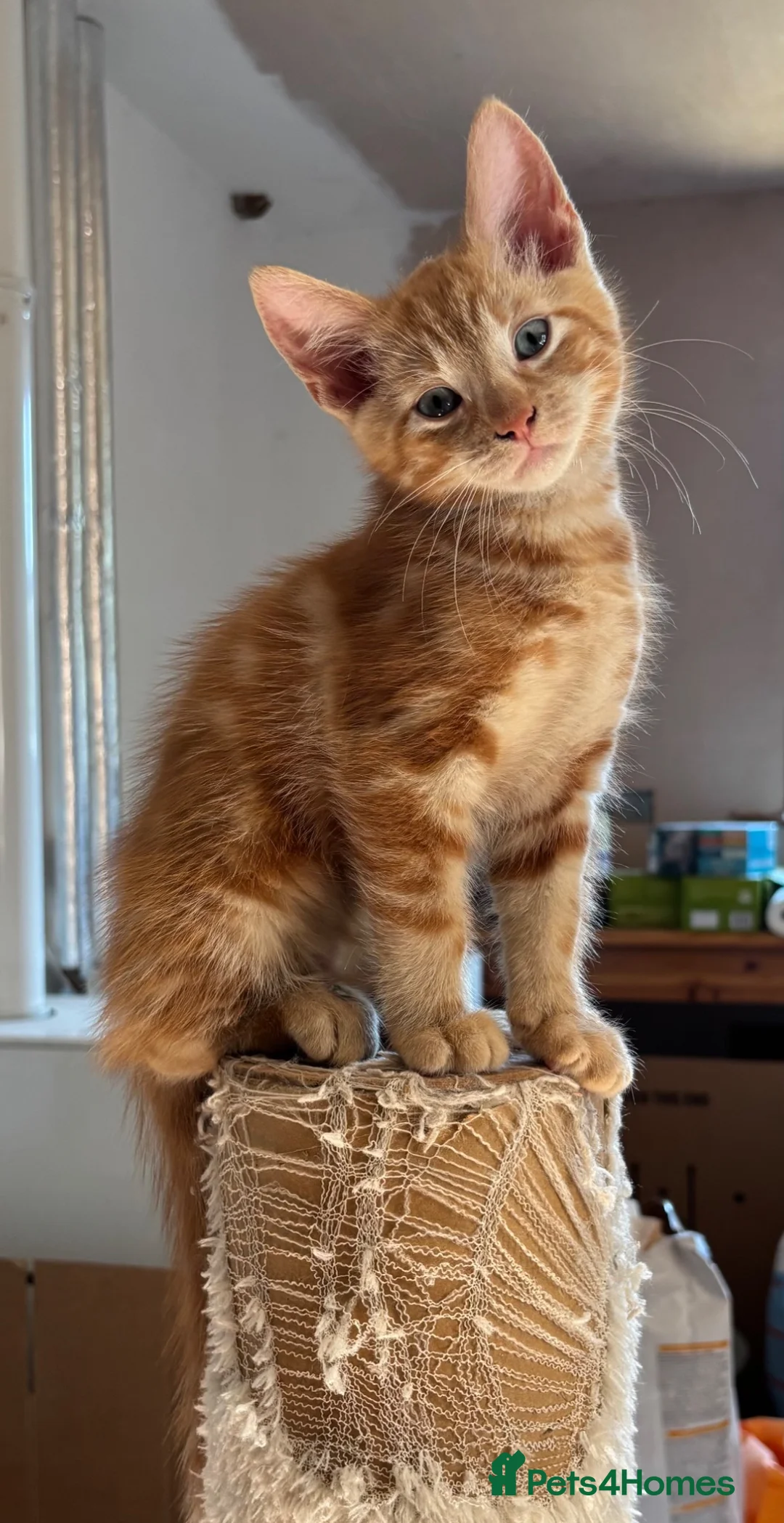 Ragdoll cats for sale: Lovely Kittens - Advert 2