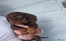 Miniature Dachshund dogs for sale: Miniature dachshund puppies  - Image 2