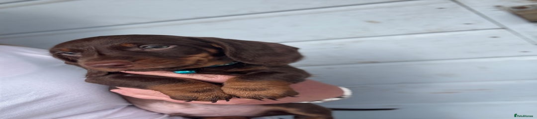 Miniature Dachshund Puppy 1