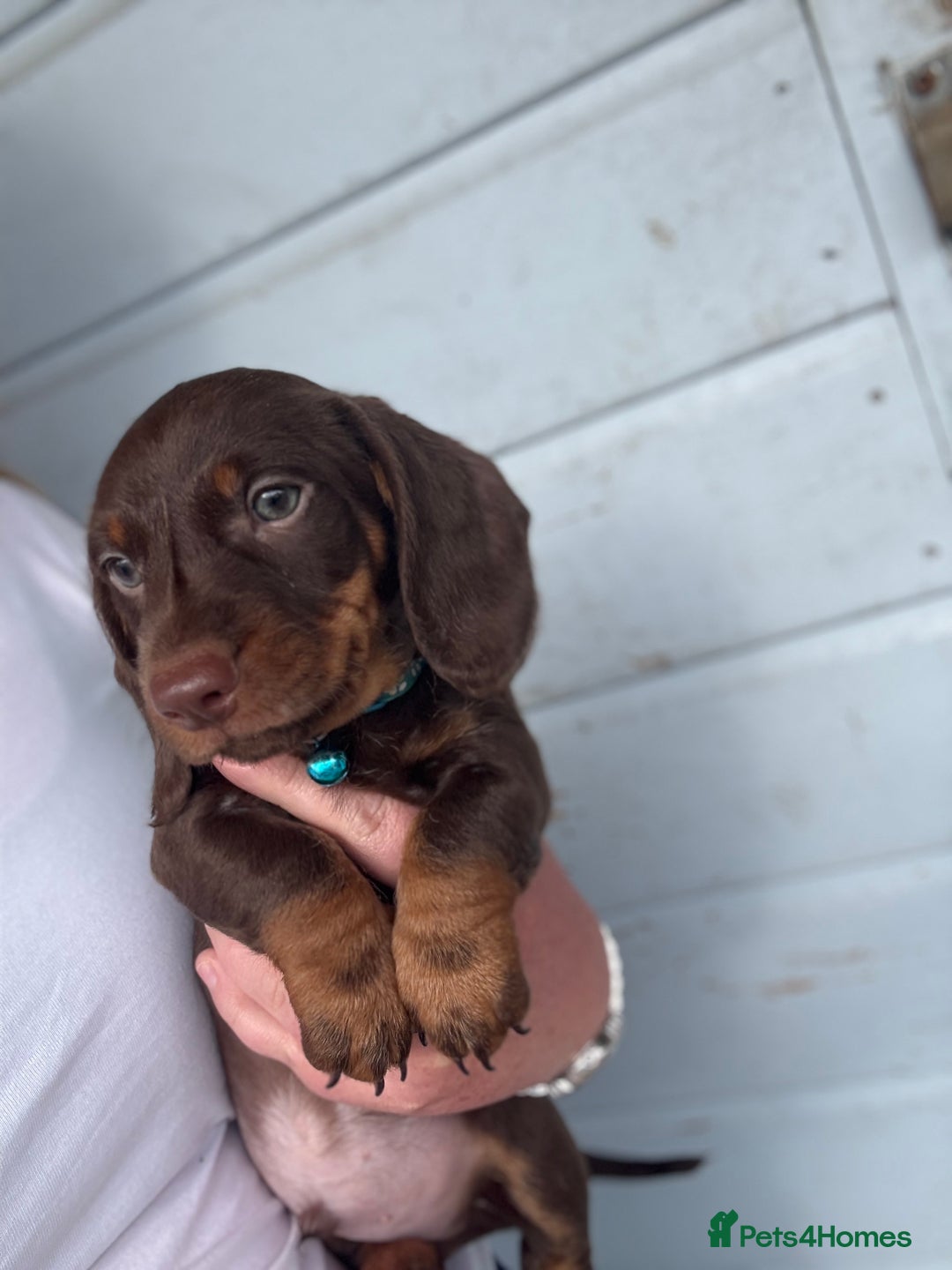 Miniature Dachshund dogs for sale: Miniature dachshund puppies  - Image 2