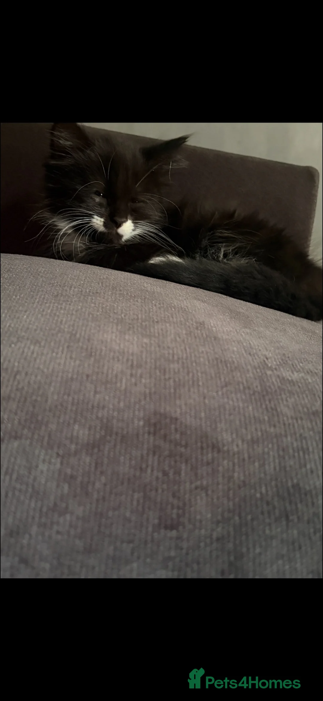 Mixed Breed cats for sale: Girl kittens  - Advert 4