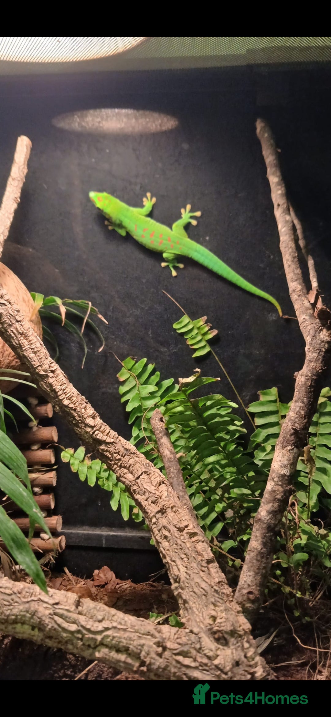 Gecko reptiles for sale: Madagascar giant day gecko.  - Advert 1