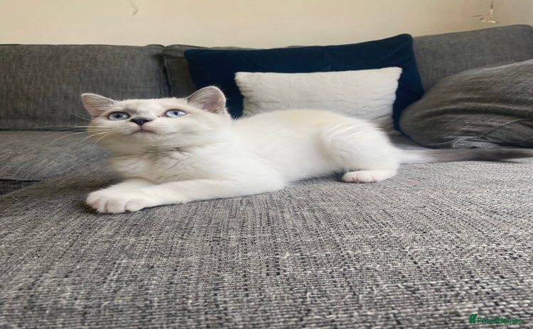 Mixed Breed cats - Advert 5