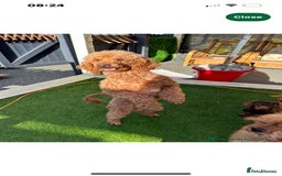 Cockapoo dogs for sale: Stunning f1 Cockapoo puppies  - Image 8