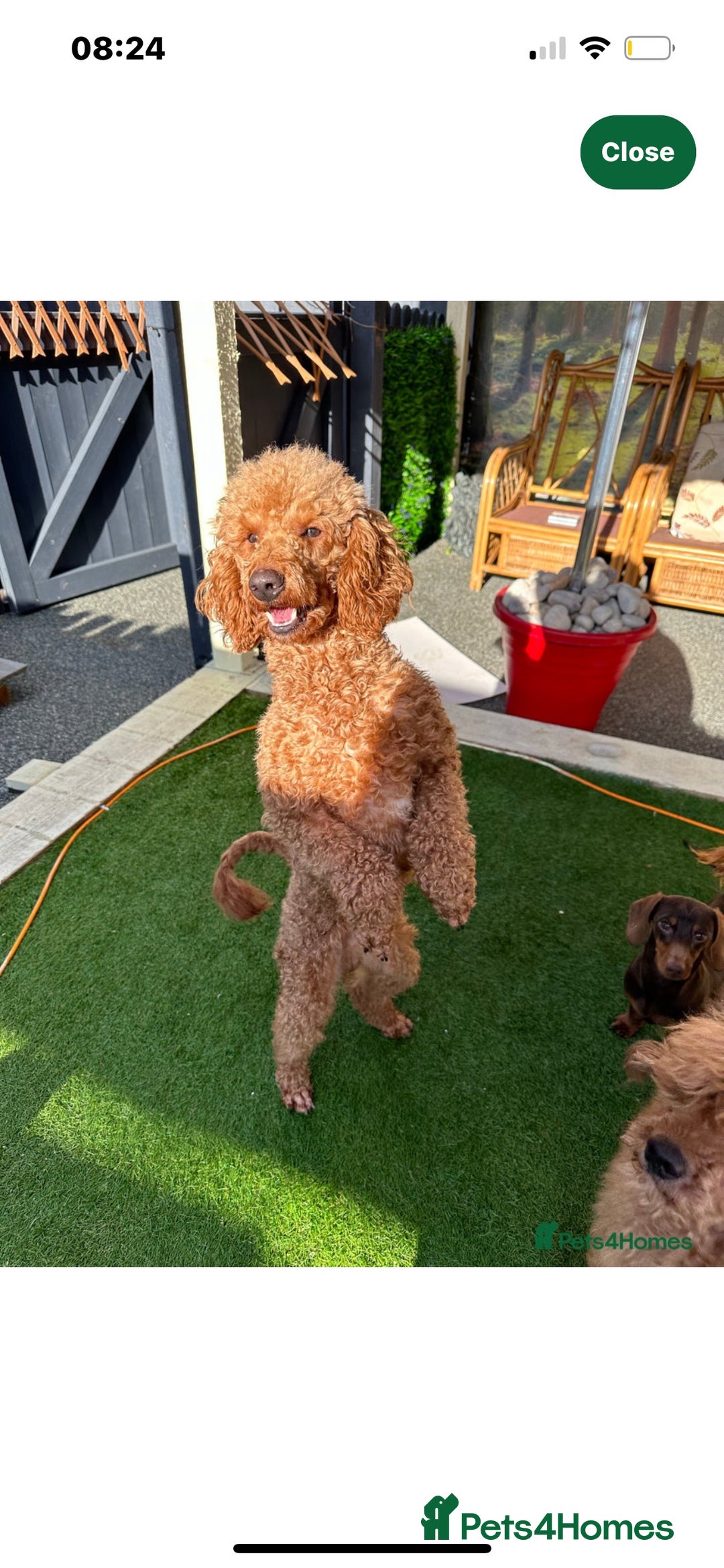 Cockapoo dogs for sale: Stunning f1 Cockapoo puppies  - Image 8