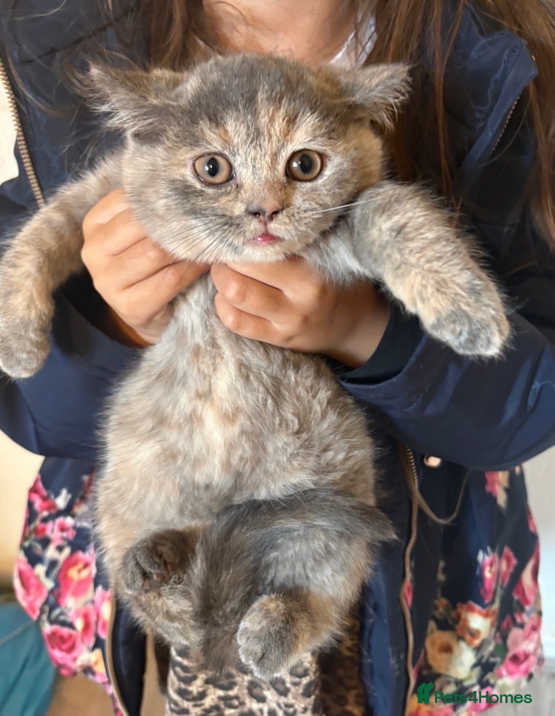 British Shorthair cats for sale: British Short Hair Kittens For Sale - Advert 4