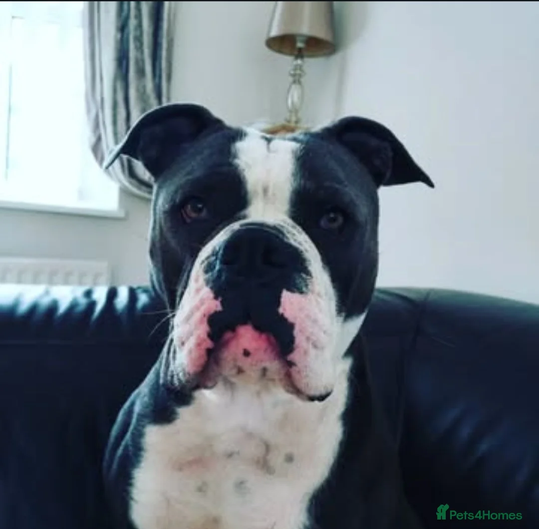 Olde English Bulldogge dogs for sale: Olde English Bulldog – 5 Years Old (Spayed) - Advert 2