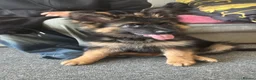 German Shepherd dogs for sale: Male German shepherd  in Ipswich - Advert 5