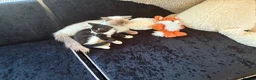 Mixed Breed cats for sale: Ragdoll cross Tiger Tabby kittens in Chichester - Advert 4