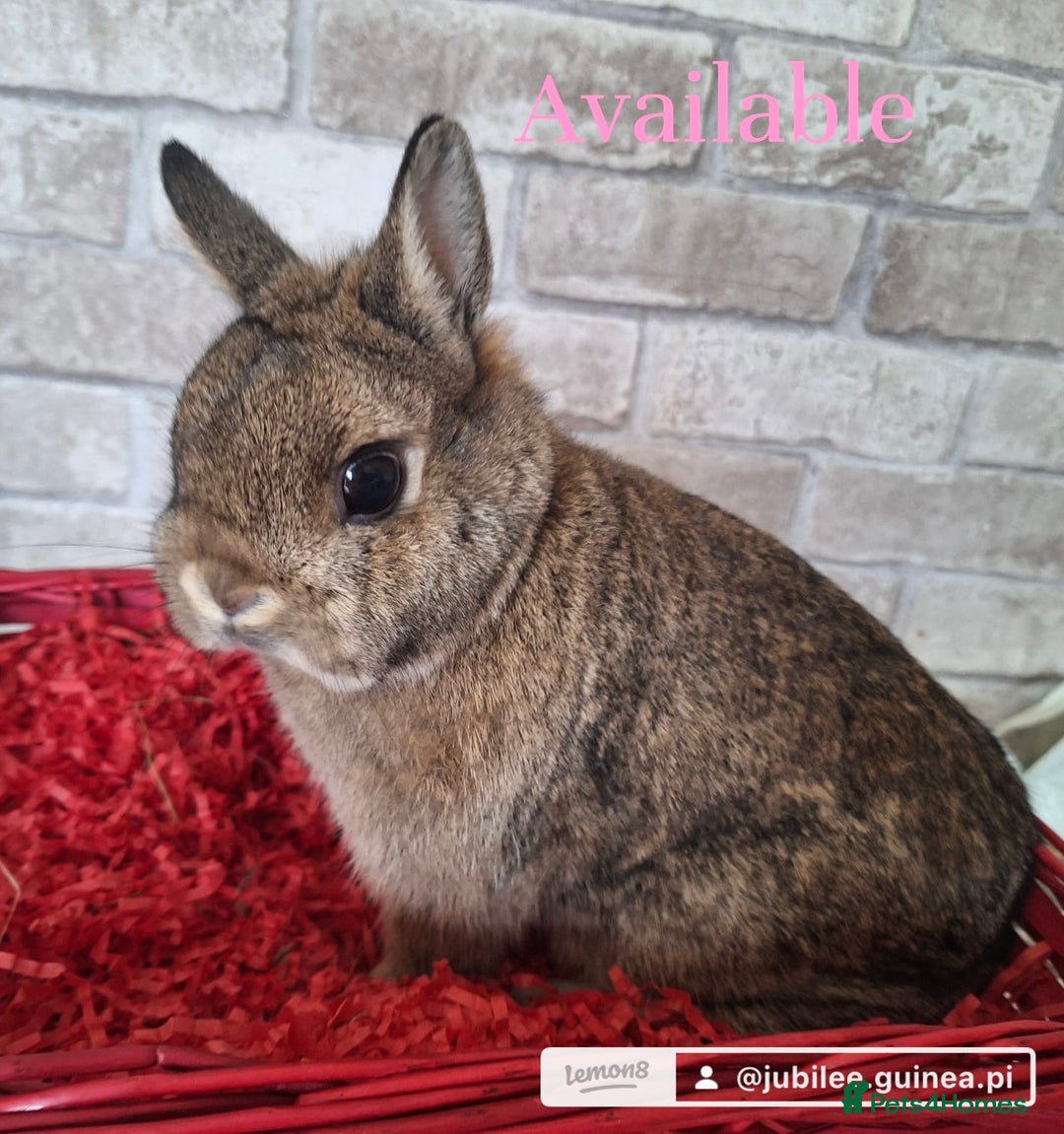 Netherland Dwarf rabbits for sale: Two Netherland doe available  - Image 5