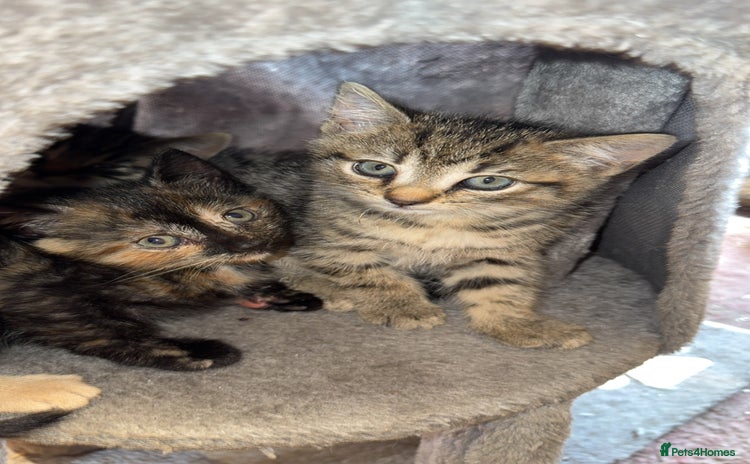 Bengal cats - Advert 10