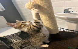 British Shorthair cats for sale: One female kitten for sale - Advert 7